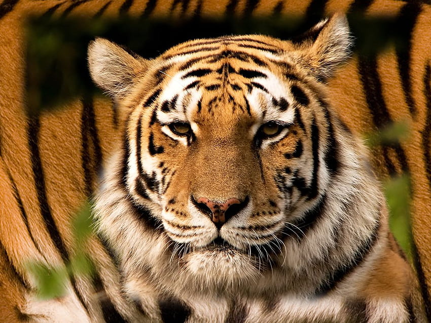 Majestic tiger, cat, tiger, wildlife, zoo HD wallpaper | Pxfuel