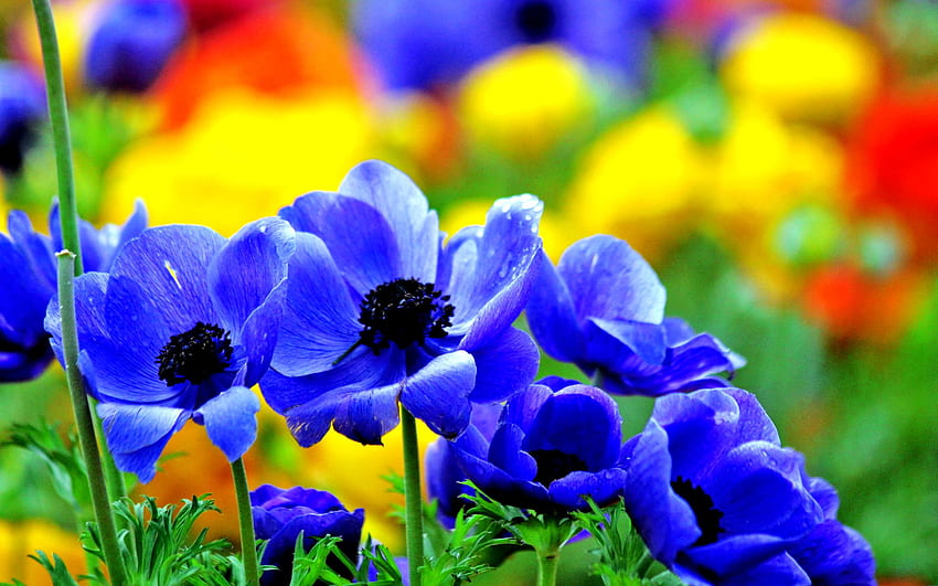 Nice Blue Flowers . Welcome To StarChop HD wallpaper
