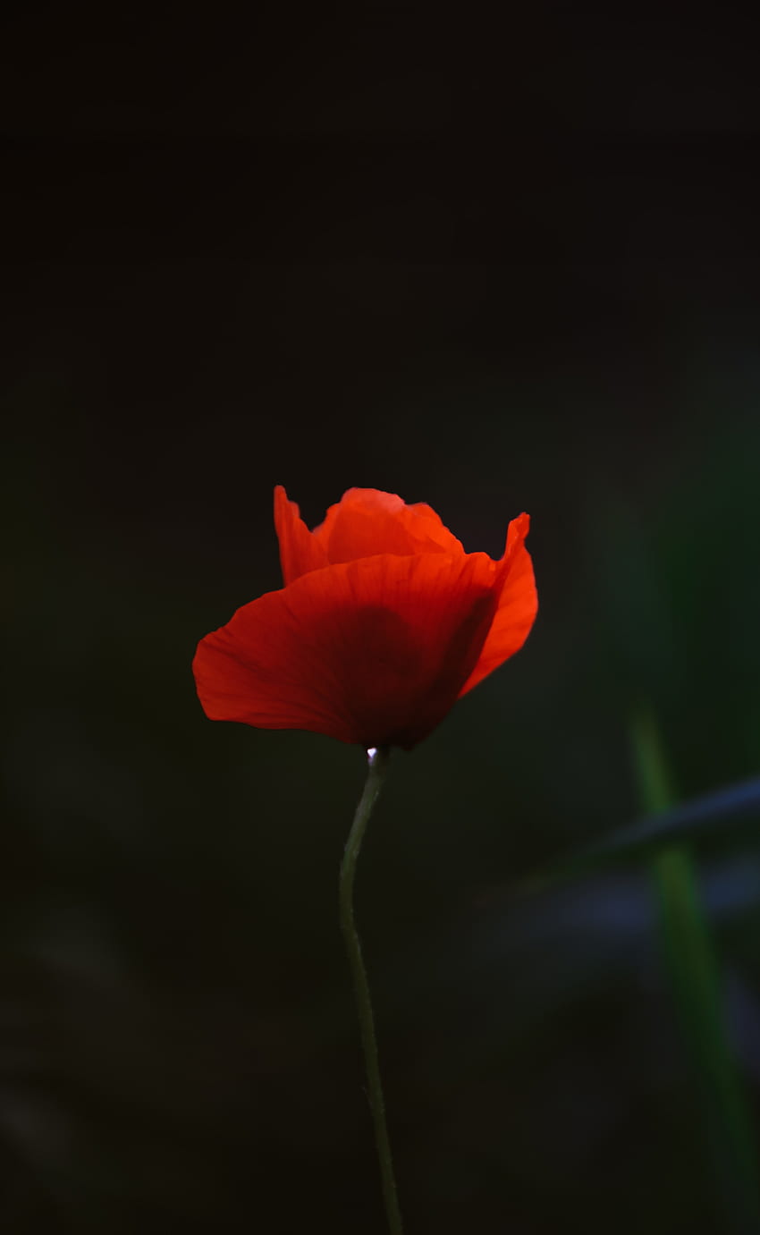 Red poppy, portrait HD phone wallpaper | Pxfuel