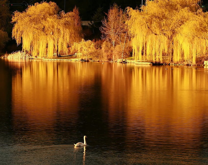 Illuminated, night, golden, bird, lights, trees, swan, water, willows HD wallpaper