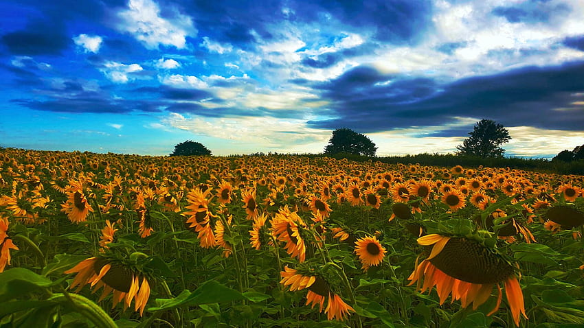 Слънчогледово поле, когато наближава буря. Нортхемптъншър, Англия, Великобритания, цветове, облаци, дървета, небе HD тапет