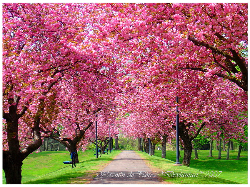 ต้นดอกวูดสีชมพูผลิบาน ฤดูใบไม้ผลิ Bing วอลล์เปเปอร์ HD