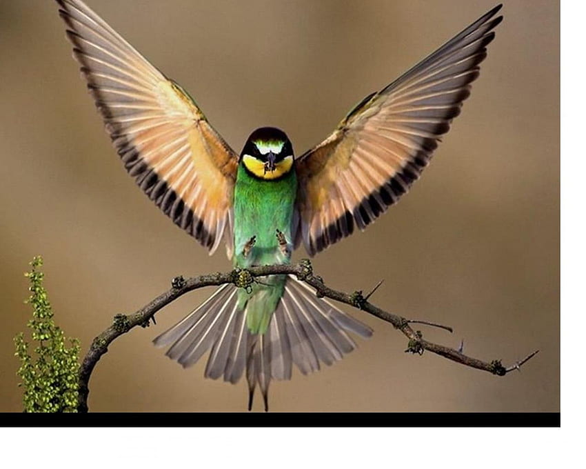 atterrissage, ailes, voler, plumes, oiseau Fond d'écran HD