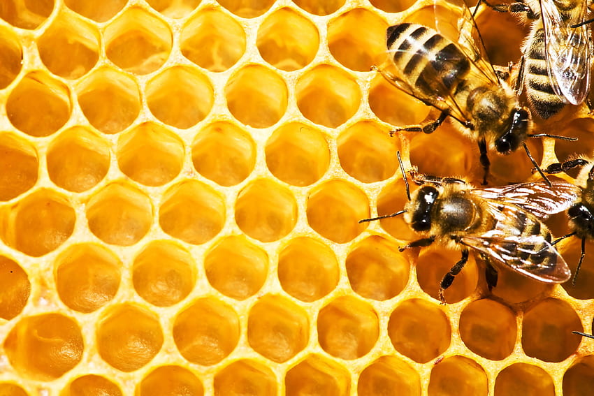 꿀벌, 곤충, 꿀벌 / 모바일 배경 HD 월페이퍼