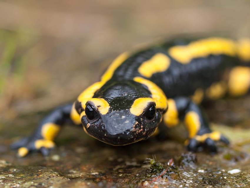 Black and yellow reptile, fire salamander . HD wallpaper