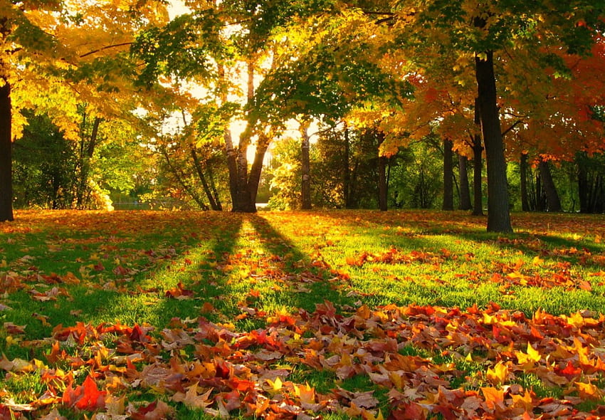感動的な秋、カラフル、日光、色、散歩、素敵、感動的な、木、金色、秋、美しい、公園、太陽光線、落下、残り、葉、かなり、黄色、赤、自然、美しい、森、葉 高画質の壁紙