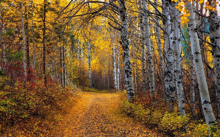 Aspen Tree, Aspen Colorado HD wallpaper | Pxfuel