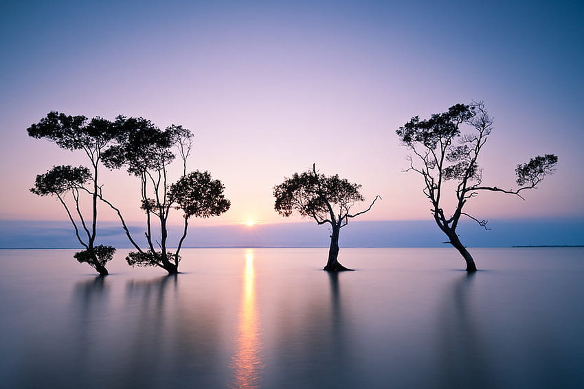 the dawn, waterscape, plants, graphy, nice, abstract, trees, nature, water, sun HD wallpaper