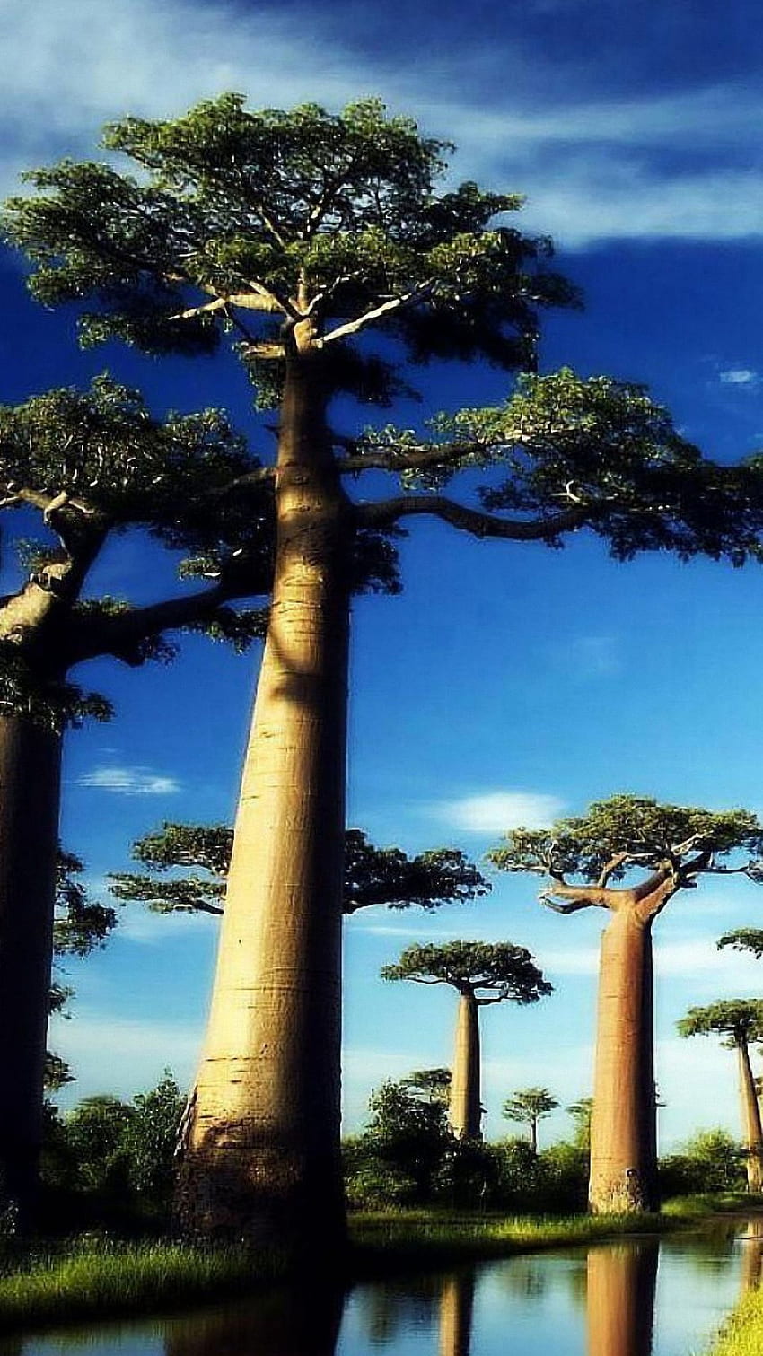 Baobab trees HD wallpapers | Pxfuel