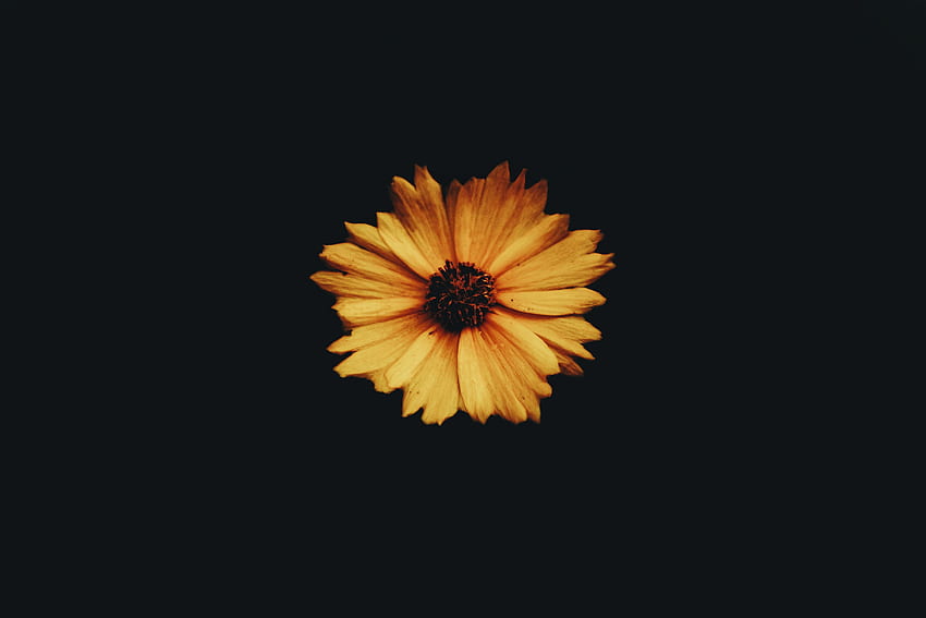 Flower, Petals, Bud, Minimalism, Dark Background HD wallpaper