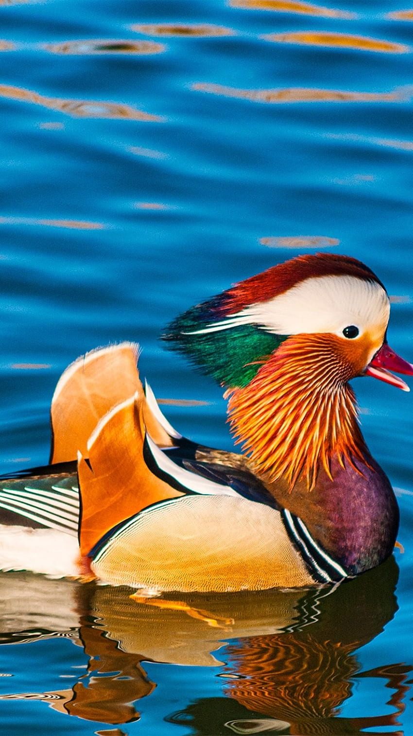 Mandarin Duck, плуване HD тапет за телефон