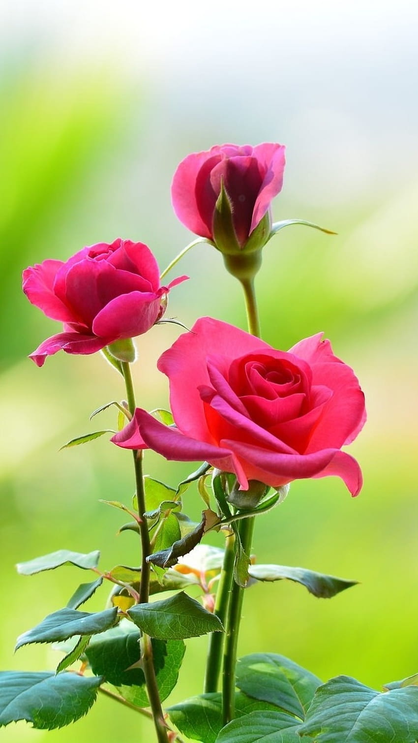 Розово цвете, малки цветя, рози HD тапет за телефон