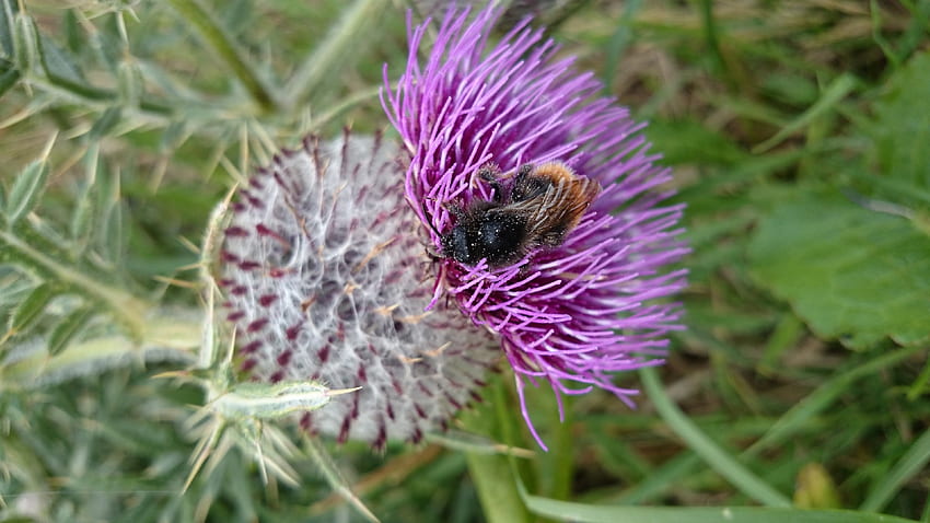 Eine wilde Honigbiene, Honigbiene, Distel, Biene, Natur, Bad HD-Hintergrundbild