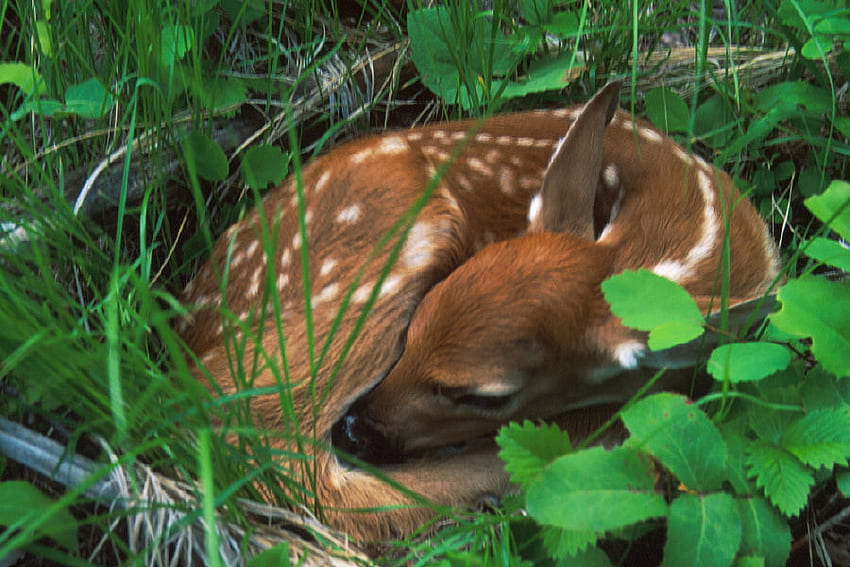 Mimpi Manis Si Kecil, hutan, rusa, rusa, binatang, imut, sedang tidur Wallpaper HD