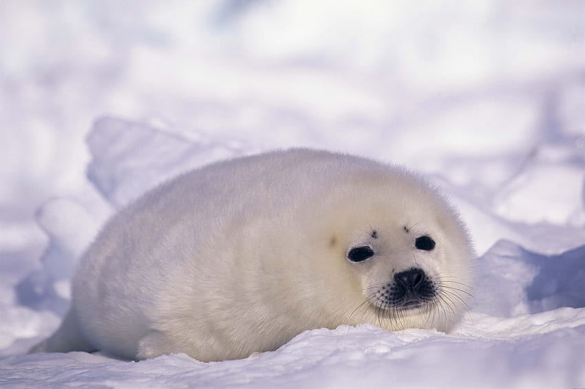 Cenni storici della foca del bambino. Sigillo dell'arpa Sfondo HD