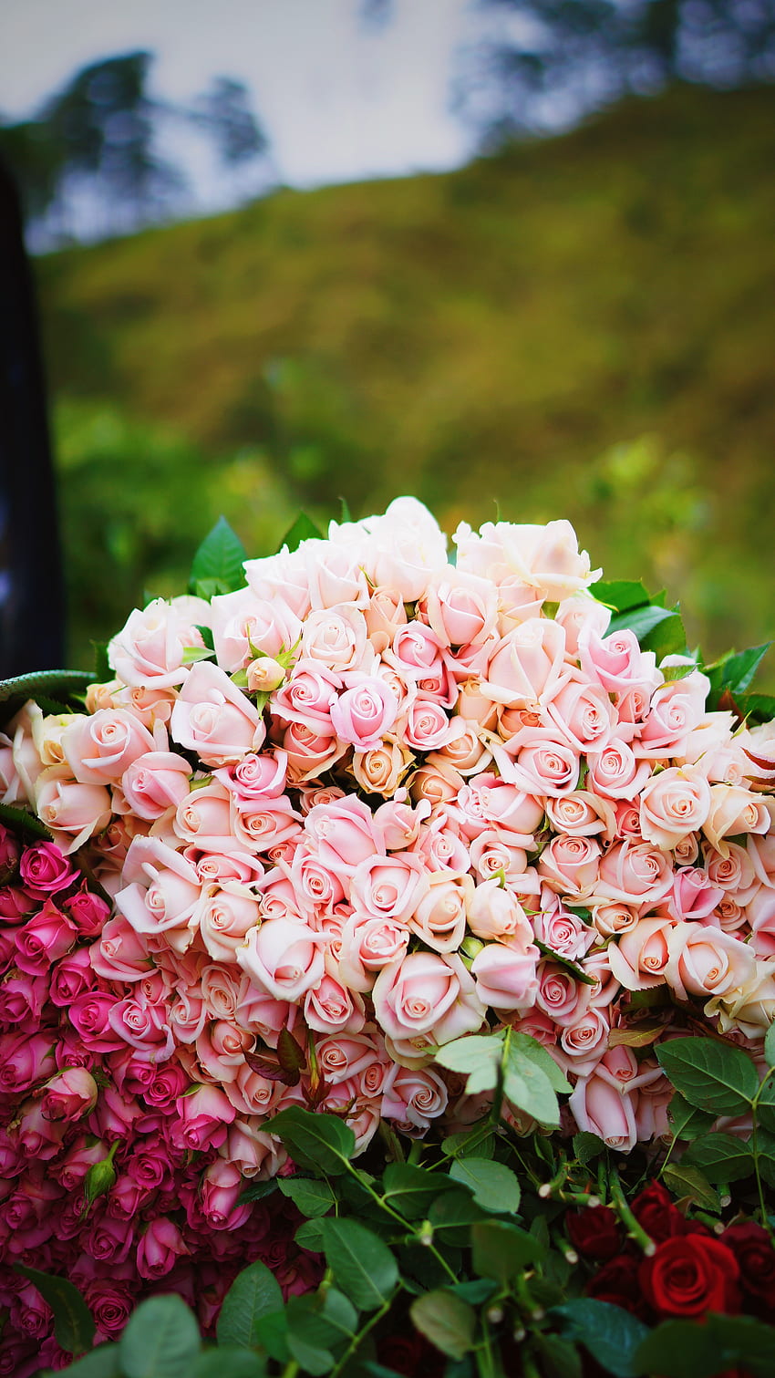 Kwiaty, róże, różowy, bukiet, teraźniejszość, prezent, czułość Tapeta na telefon HD