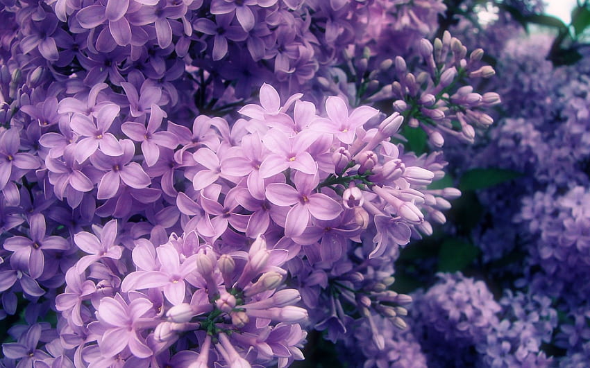 สูตรอาหาร: โรงละครใน Lilacs and Pies: พายคัสตาร์ดโคลนและ Rhubarb Crumb ดอกไม้ วาดไลแลค ดอกไม้สีม่วง ต้นไลแลค วอลล์เปเปอร์ HD