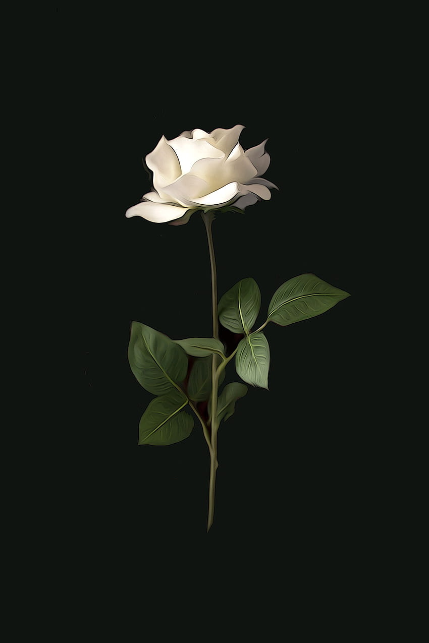 Single White Rose ($)65. Blossoms On Black, Black and White Roses iPhone HD phone wallpaper