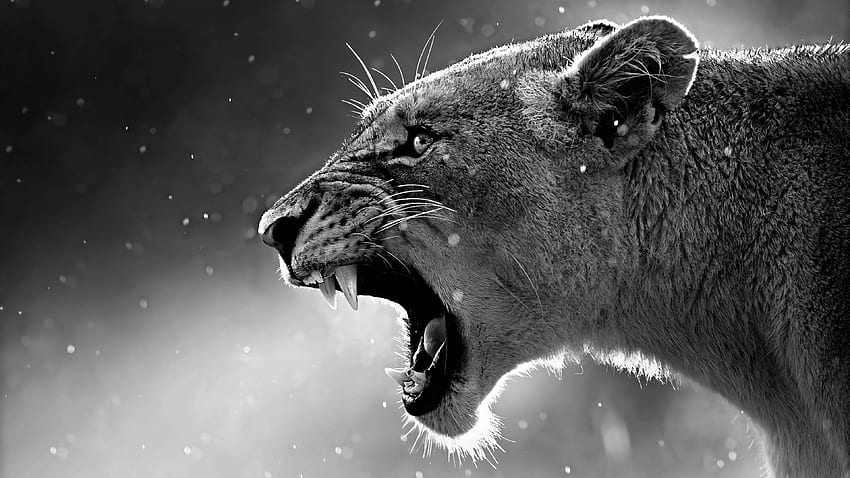 La leonessa urla da vicino da U in bianco e nero Sfondo HD