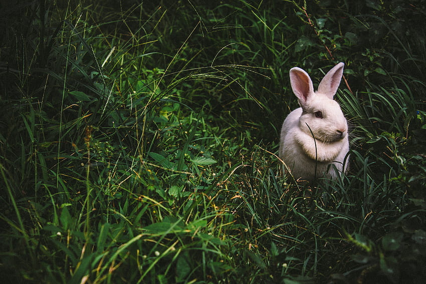 Tiere, Gras, Kaninchen, Hase HD-Hintergrundbild