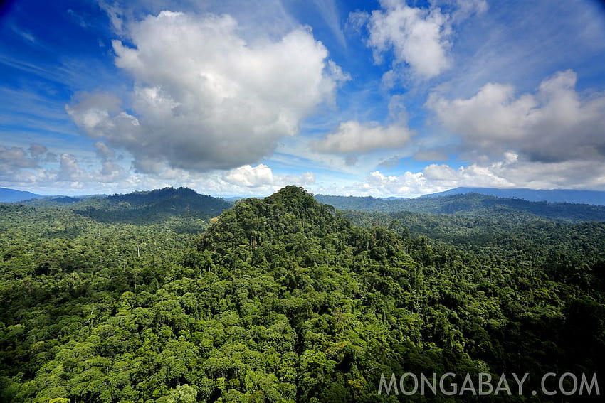 A plane survey of Central America's last remaining forests, Deforestation HD wallpaper
