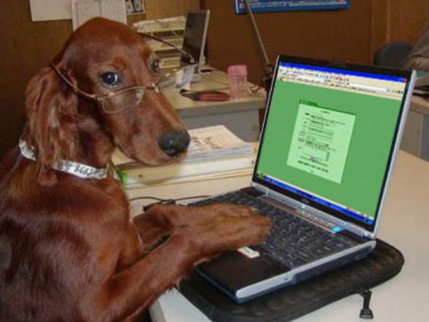 Educated dog, browsing, it officer HD wallpaper | Pxfuel