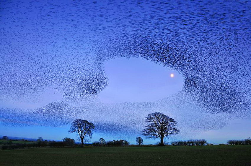 Ballet of the starlings, blue sky, starlings, trees, flight, evening HD wallpaper