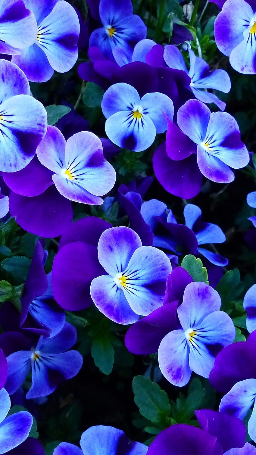Pansy flowers , Pansies, Violet flowers, Garden, Spring, Flowers HD phone wallpaper