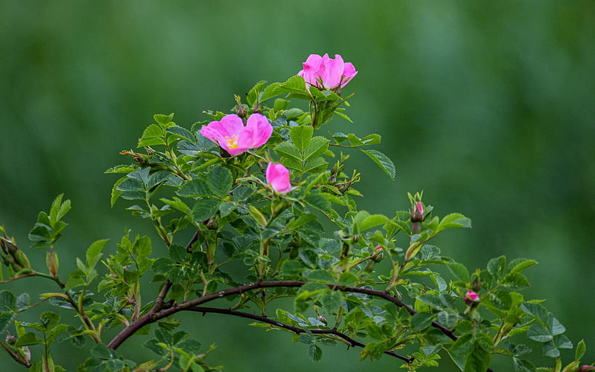 กุหลาบป่าลัตเวีย ดอกไม้ สีชมพู วอลล์เปเปอร์ HD