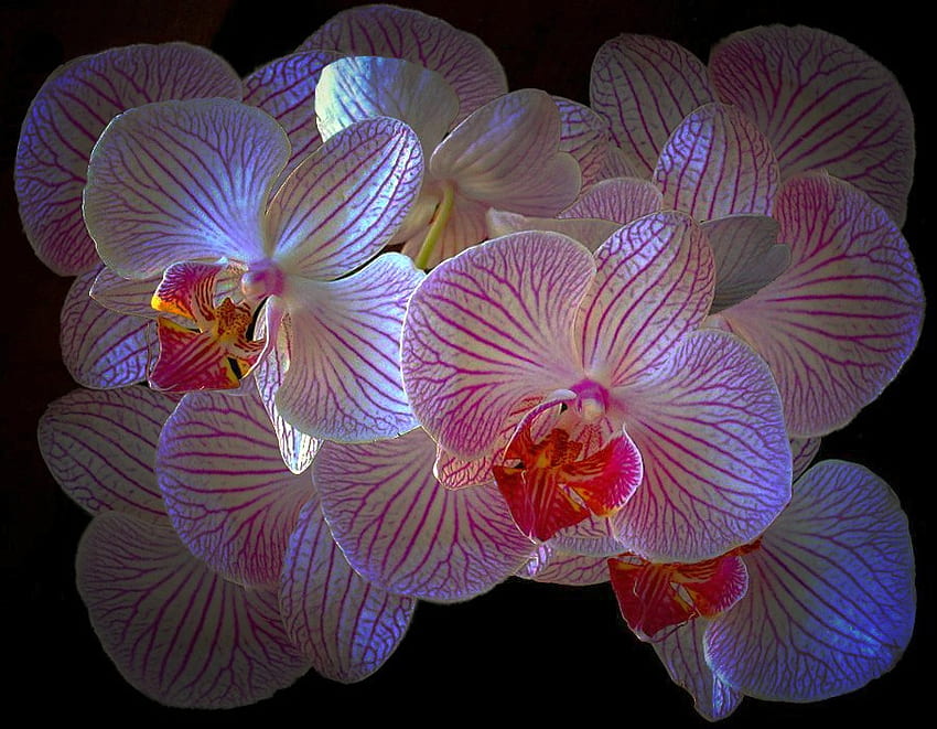 Hermosas orquídeas, frescas, hermosas, orquídeas fondo de pantalla
