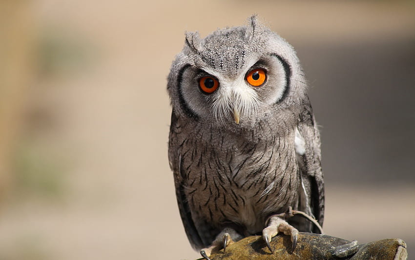 Owl, animal, eye HD wallpaper