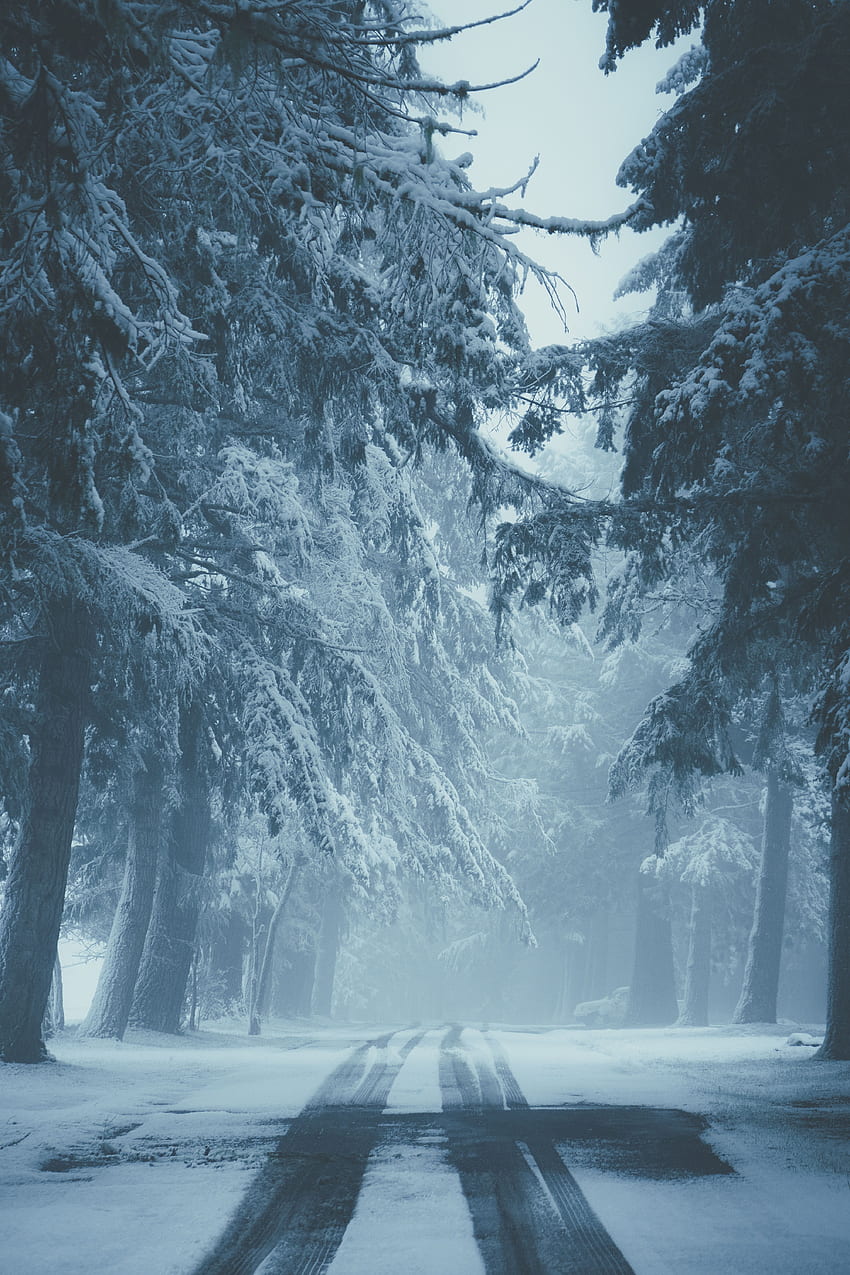 Inverno, Natureza, Árvores, Neve, Estrada, Nevoeiro, Vestígios Papel de parede de celular HD