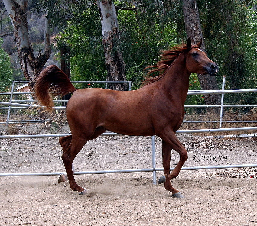 Danza Angelica The Arabian Mare, kuda betina, kuda, hewan, kastanye, arab, kuda jantan, kuda arab Wallpaper HD