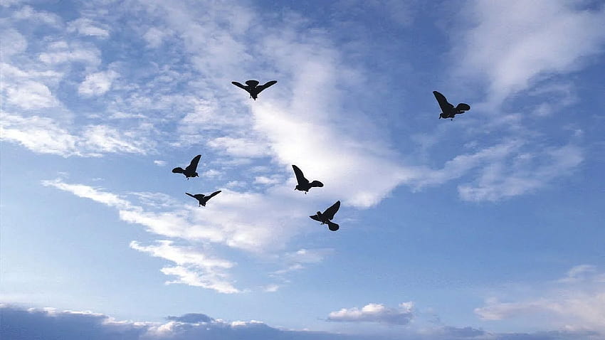 Sky Birds Live - Android Apps on Google Play. Birds flying, Fish iphone, Live iphone, Birds and Clouds HD wallpaper