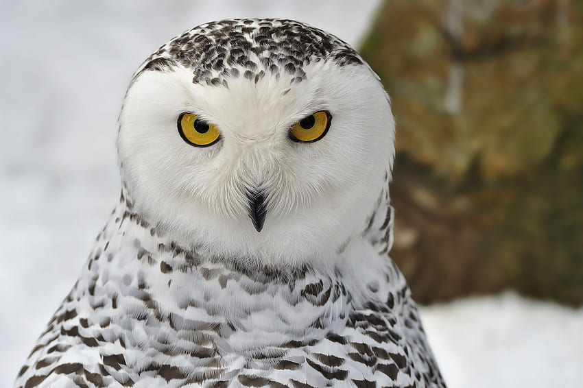 Snowy Owl and Background - of Snowy Owl, Angry Owl HD wallpaper