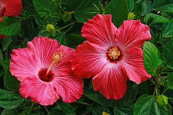 Why You're Sneezing: The Most Beautiful Flowers in Bloom This Spring