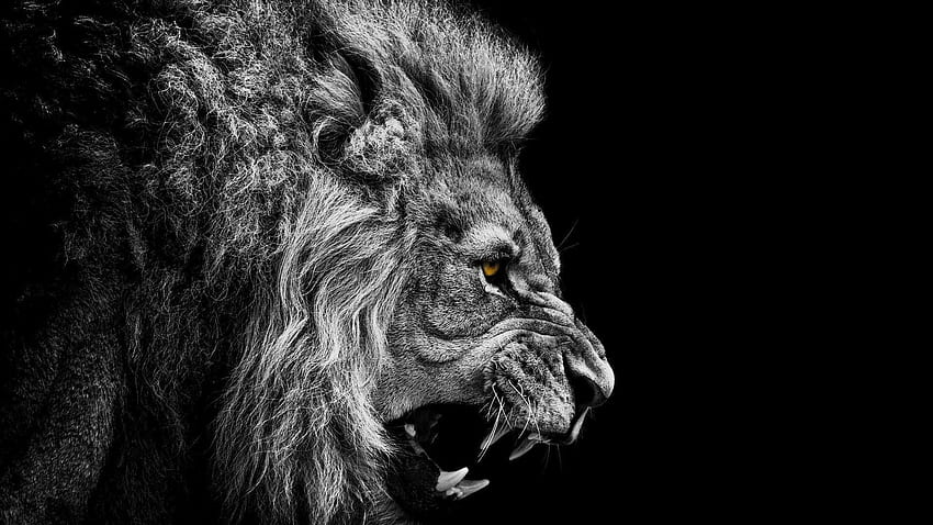 Лъв, Агресивен лъв HD тапет