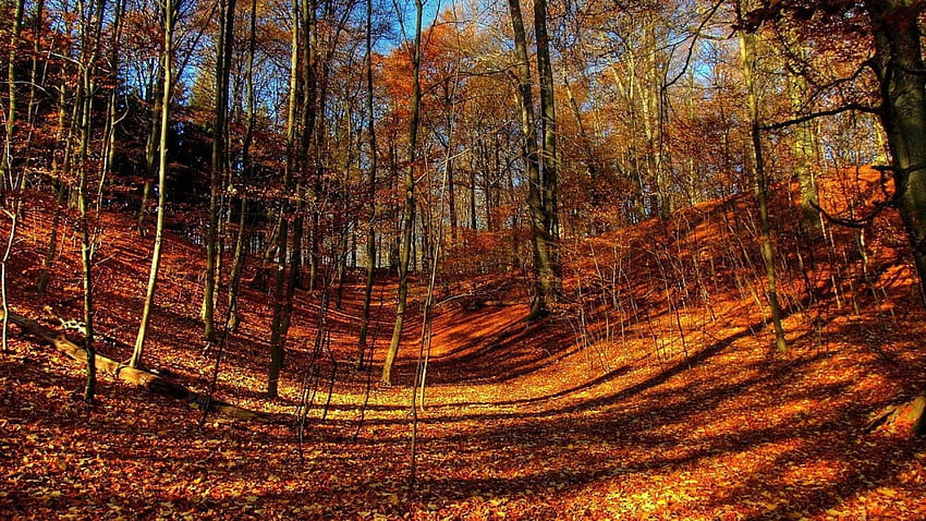 Autumn Forest On Latoro Com Imgstockscom - Avec Et Sans Pare Soleil - - HD wallpaper