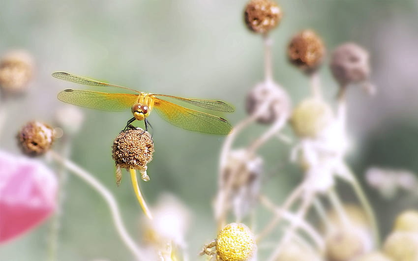 Flower, Macro, Stamens, Dragonfly HD wallpaper