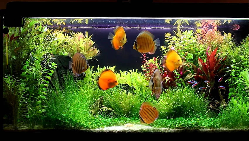 DISCUS tropical fish . HD wallpaper