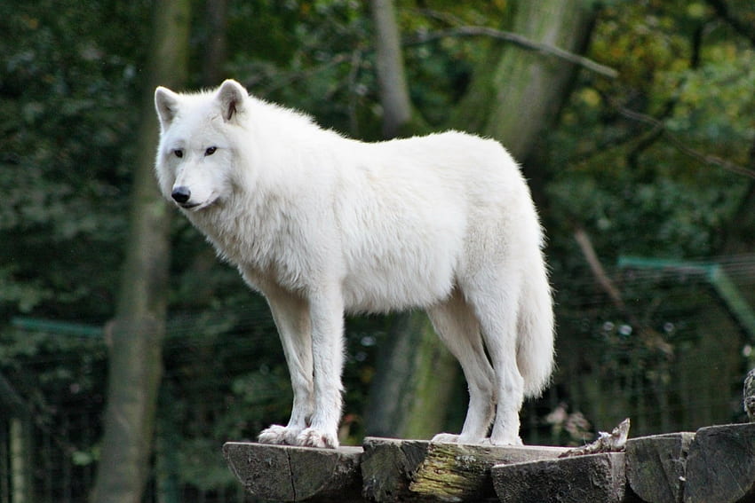 White Mammal(wolf), animal, white, mammal, wolf, forest HD wallpaper