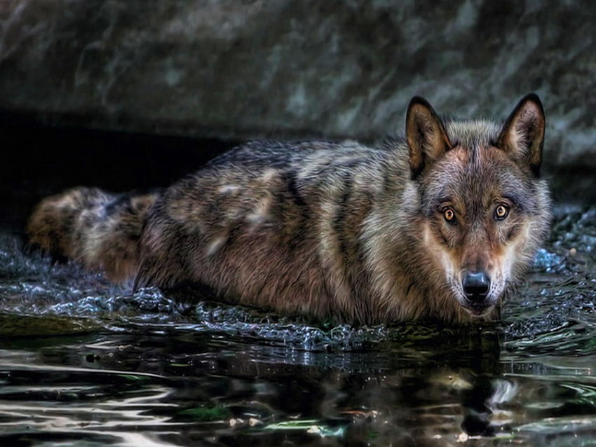 Wild & cool, cooling off, hunter, wolf, grey black brown white, water HD wallpaper