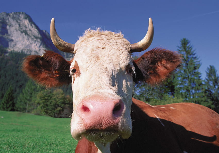 Animals, Muzzle, Close-Up, Horns, Cow HD wallpaper