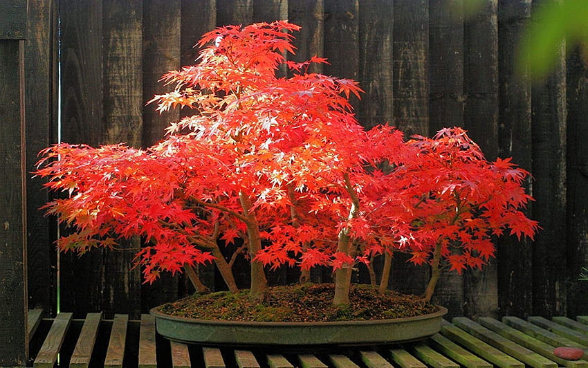 Buy Avikalp Exclusive Awi3300 Red Bonsai Tree Full (3 x 2 ft) Online at Low Prices in India, Bonsai Garden HD wallpaper