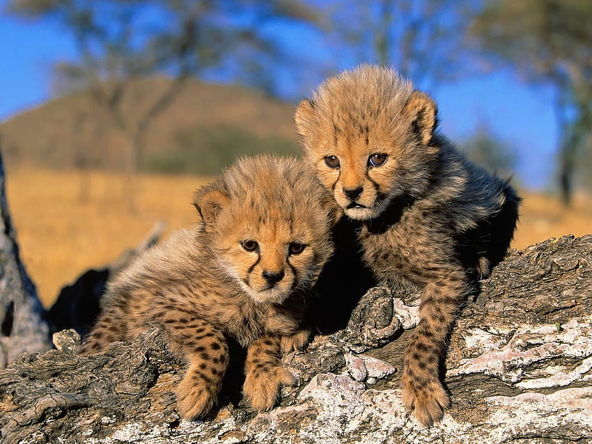 두 아기 아프리카 치타 - 애완 동물. 치타, 치타 새끼, 귀여운 동물 HD 월페이퍼