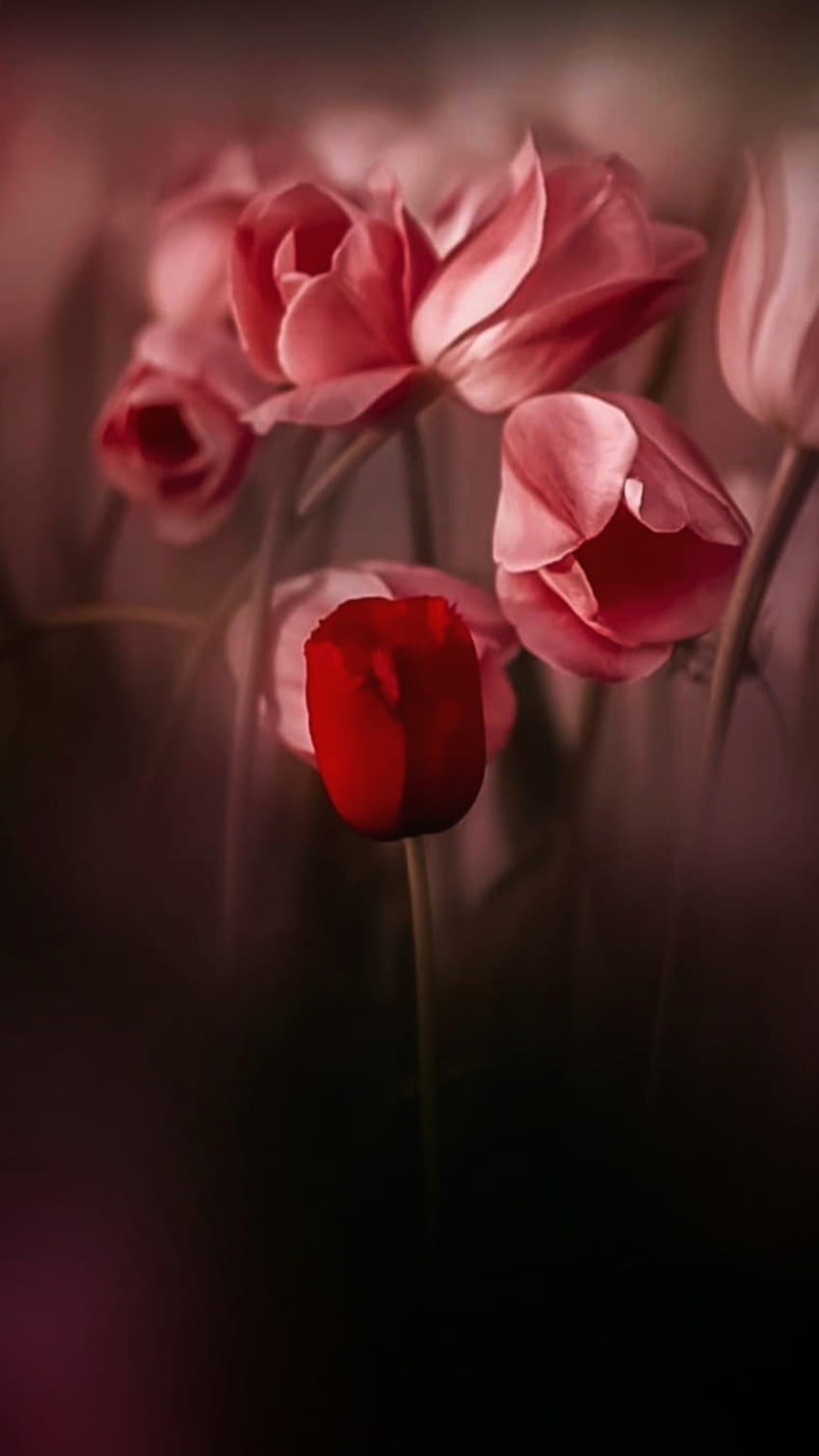 Red Tulip, pink, petal, flower HD phone wallpaper