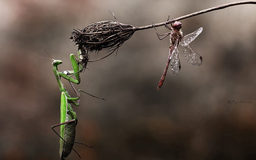Animals, Insects, Flower, Macro, Mantis, Dry, Blade Of Grass, Blade, Dragonfly, Danger HD wallpaper