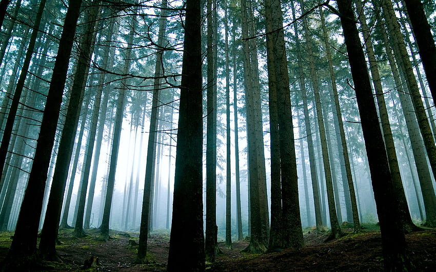 Forest Background, Forestry HD wallpaper | Pxfuel