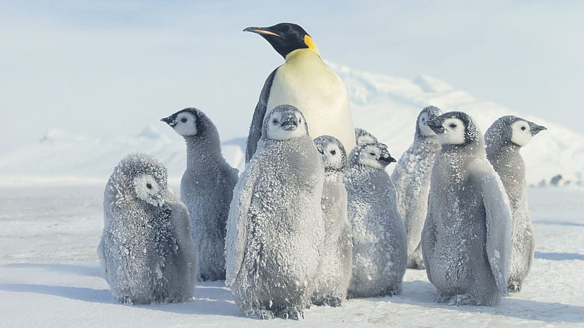 ลูกเพนกวิน สัตว์น่ารักในฤดูหนาว วอลล์เปเปอร์ HD