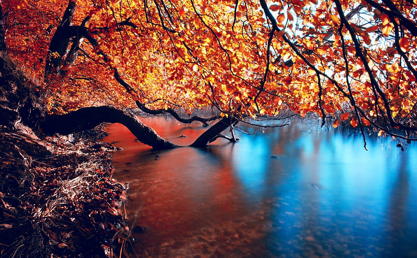 Tired And Thirsty, blue, river, golden, trees, autumn, beautiful, calm, shoreline HD wallpaper
